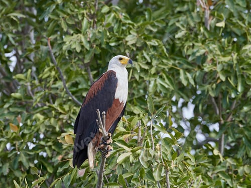Preview: African fish eagle (Haliaeetus vocifer),