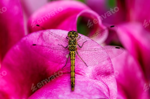 Preview: dragonfly resting on an oriental lily flower