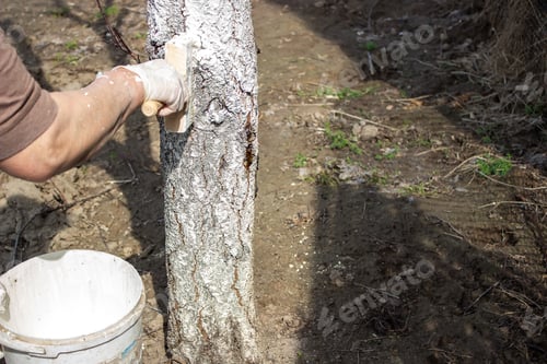 Preview: Whitewash of spring trees, protection from insects and pests.