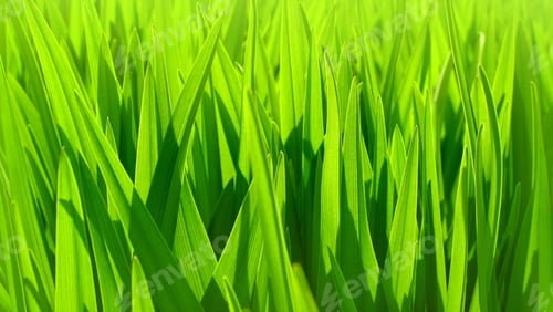 Preview: fresh green leaves background