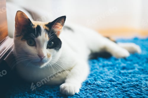 Preview: Cute cat lying on blanket