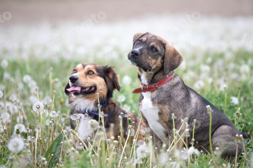 Preview: Dogs in magic dandelion meadow.