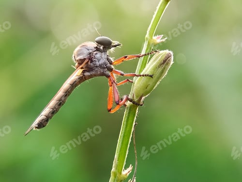Preview: Robberfly