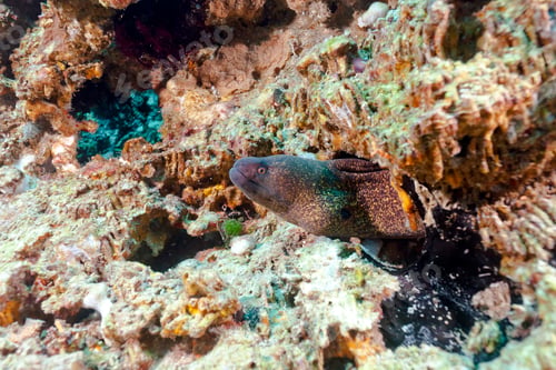 Preview: Indonesia, Bali, Nusa Lembongan, Yellow-edged moray, Gymnothorax flavimarginatus