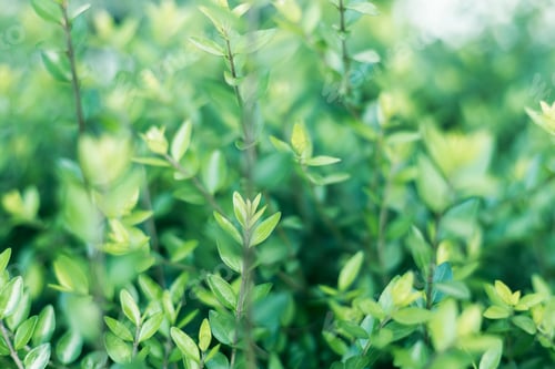 Preview: Beautiful green shrub in the morning light. Natural background. Soft focus.