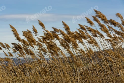 Preview: Closeup shot of pampa grass under a cloudy blue sky on a windy day