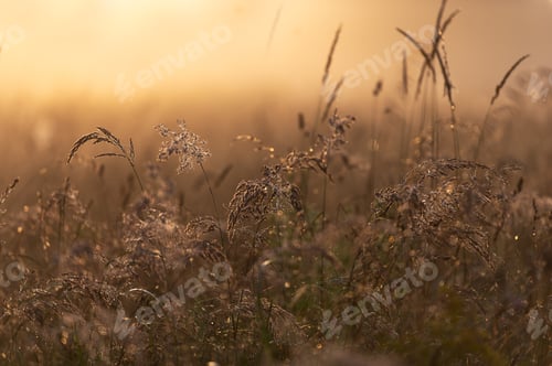Preview: Morning Dew on Wild Grass in Golden Light