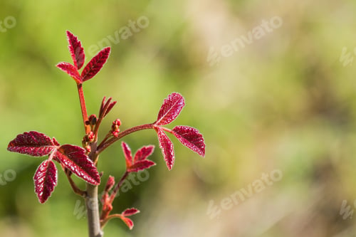 Preview: New poison oak (Toxicodendron diversilobum) leaves and berries, California