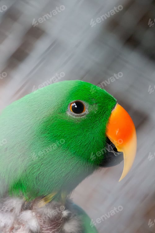 Preview: Vertical shot of a Moluccan eclectus parrot