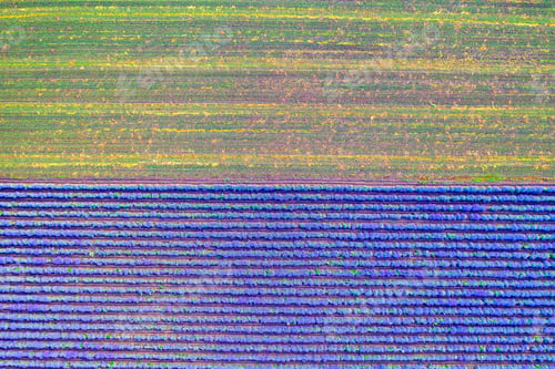 Preview: Nature background