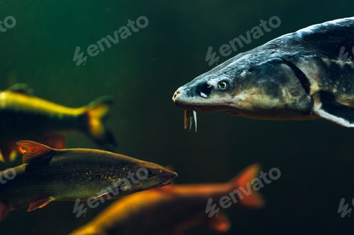 Preview: Closeup of Adriatic sturgeon swimming in the water of an aquarium