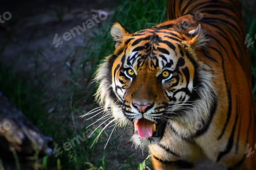 Preview: Tiger looking in to the camera