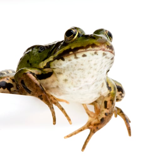 Preview: Edible Frog - Rana esculenta