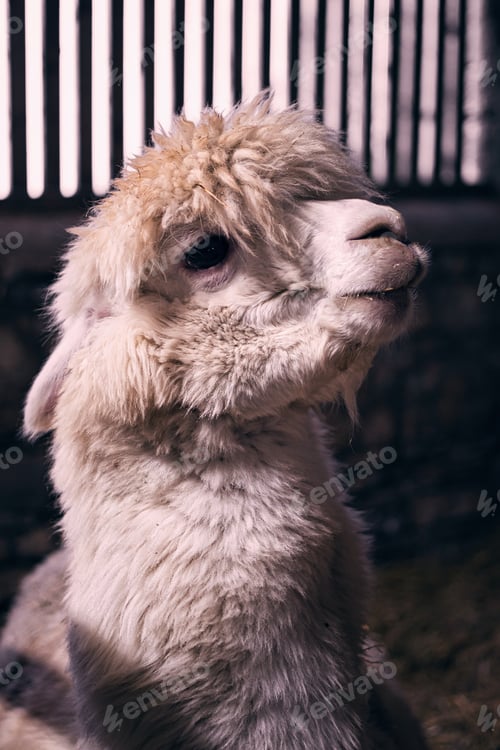 Preview: Lama