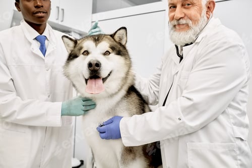 Preview: Happy malamute dog with his veterinarians posing