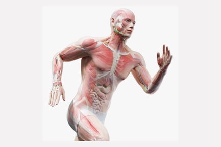 Preview: Full Male Anatomy: Muscular, Skeletal and Nervous Systems