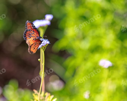 Preview: Monarch Butterflies on Wildflowers