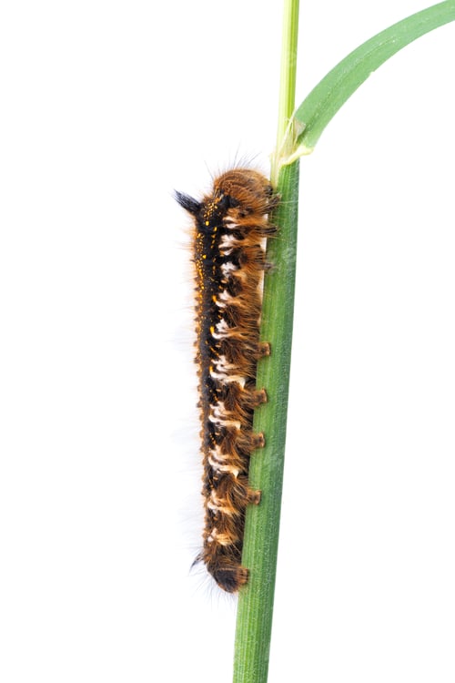 Preview: Caterpillar of Euthrix potatoria on a white background