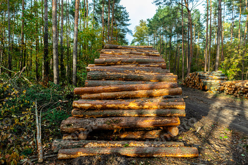 Preview: Cut logs lying in a pile at a dirt road in the woods on an autumn day.