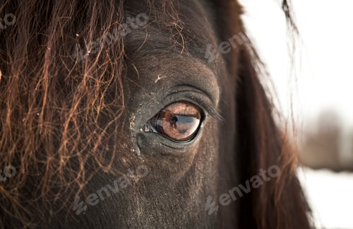 Preview: Horse Eye (left eye).