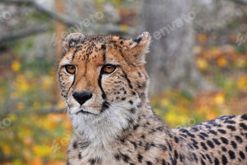 Preview: Close up portrait of cheetah