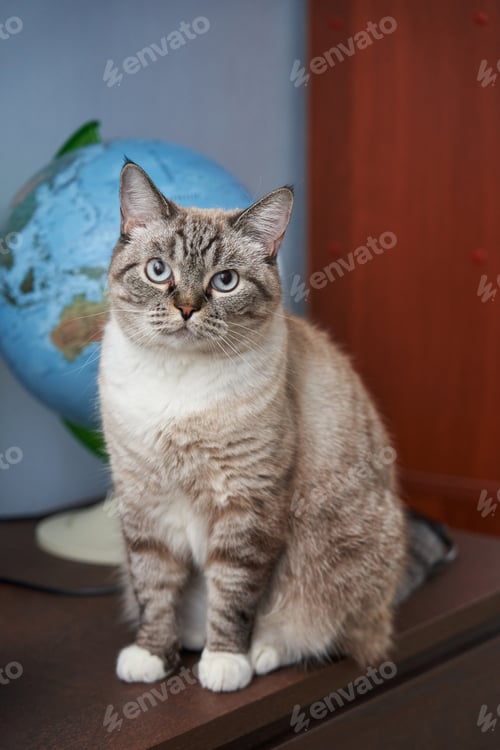 Preview: beautiful gray inquisitive cat sits near the globe
