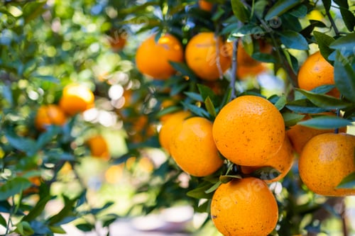 Preview: Orange tree in orange garden