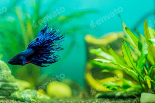 Preview: Closeup of a blue siamese fighting fish swimming in an aquarium under the lights