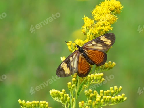 Preview: Butterfly and yellow flowers