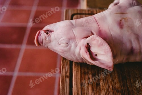Preview: Piglet wide open before roasting in the oven.