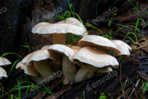 Preview: A forest mushroom in a natural background