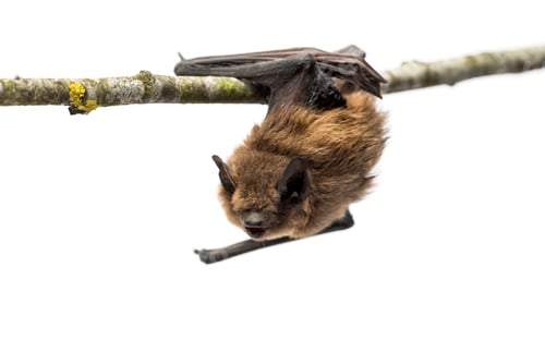 Preview: Old common bent-wing bat perched on a branch
