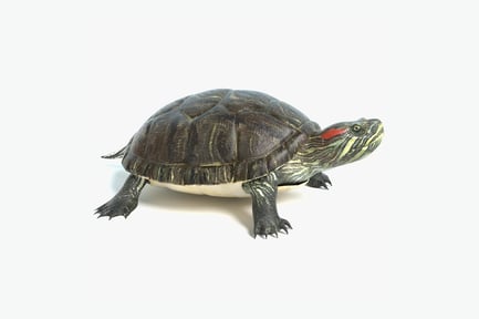 Visualização: Tartaruga deslizante de orelhas vermelhas