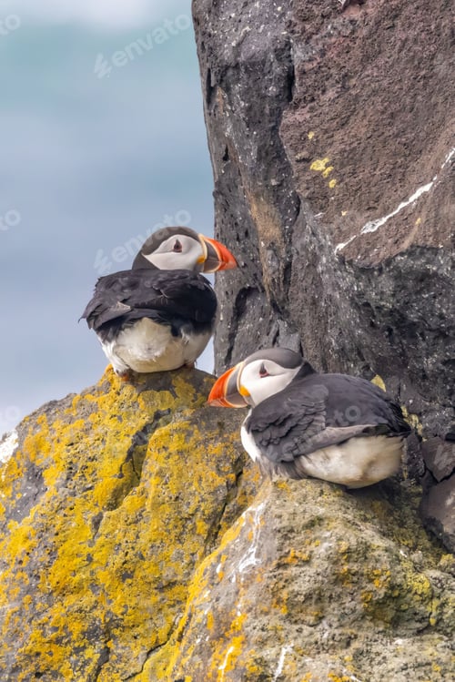 Preview: Puffins on a Rocky Cliff
