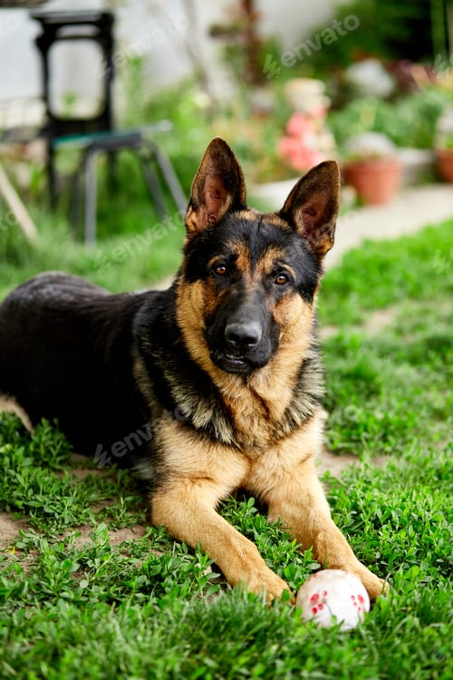 Preview: German shepherd lying on the grass in the park.