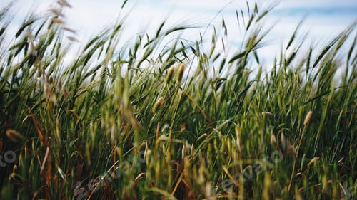 Preview: Wheat ears under a blue sky