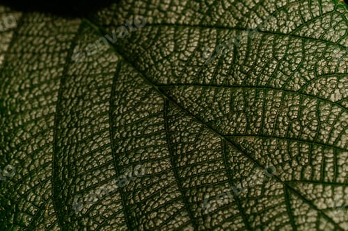 Preview: Alocasia (elephant ear) leaf in shadow for concepts of botanical beauty and tropical form