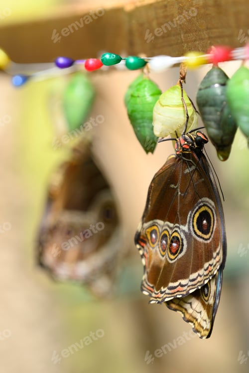 Preview: Close up of tropical Morpho butterfly coming out of chrysalis