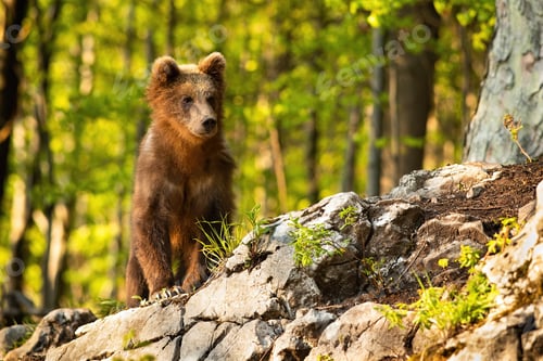 Preview: Young brown bear standing in forest with sunlight