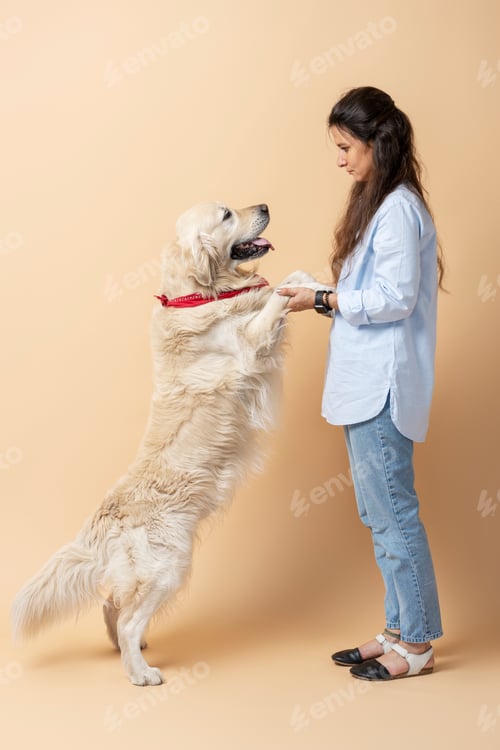 Preview: Woman Giving Golden Retriever Dog a Treat Indoors