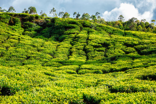Preview: Tea plantation in the morning, India