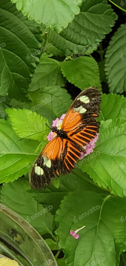 Preview: Vibrant monarch butterfly perched atop a lush green leaf in a peaceful outdoor setting