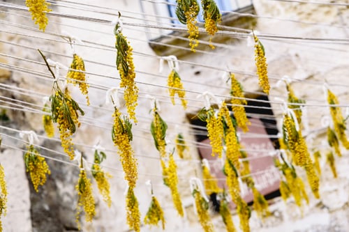 Preview: Dry yellow flowers, hanging on ropes, in the Italian city of Matera.