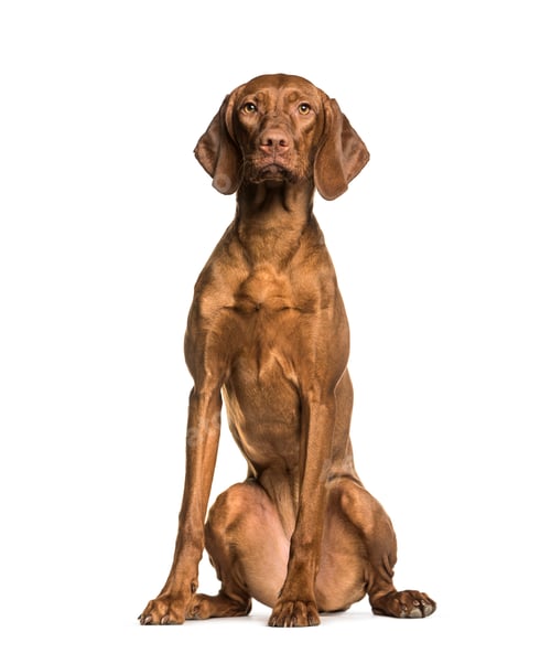 Preview: Vizla sitting against white background
