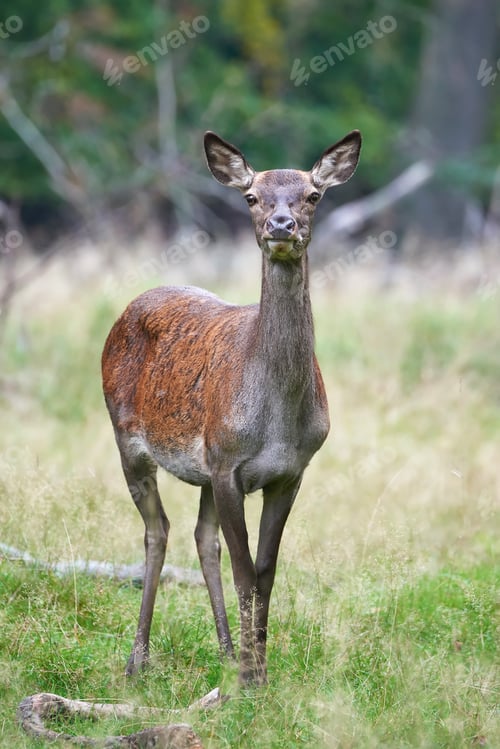 Preview: Red deer (Cervus elaphus)