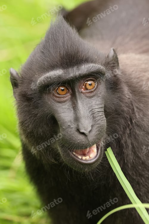 Preview: Closeup photo of a crested macaque (Macaca nigra)
