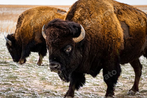 Preview: American bison grazing grass at Antelope Island State Park in spring