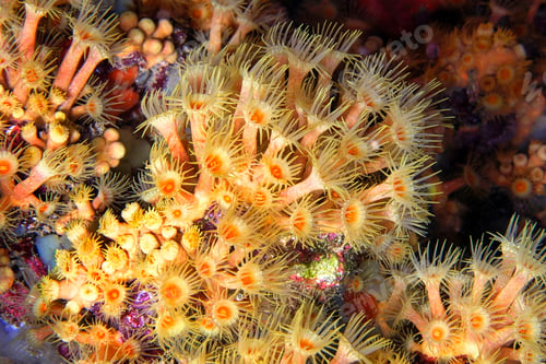 Preview: Yellow Encrusting Sea Anemone, Cabo Cope-Puntas del Calnegre Natural Park, Spain