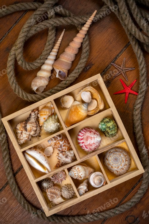 Preview: Beachcombing - Seashell Collection