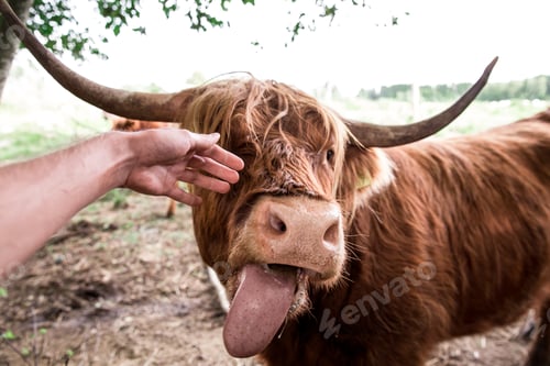 Preview: Closeup of a hand caressing a brown bull with its tongue out